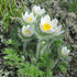Floarea Paștelui Pulsar White - Pulsatilla Vulgaris Pulsar White