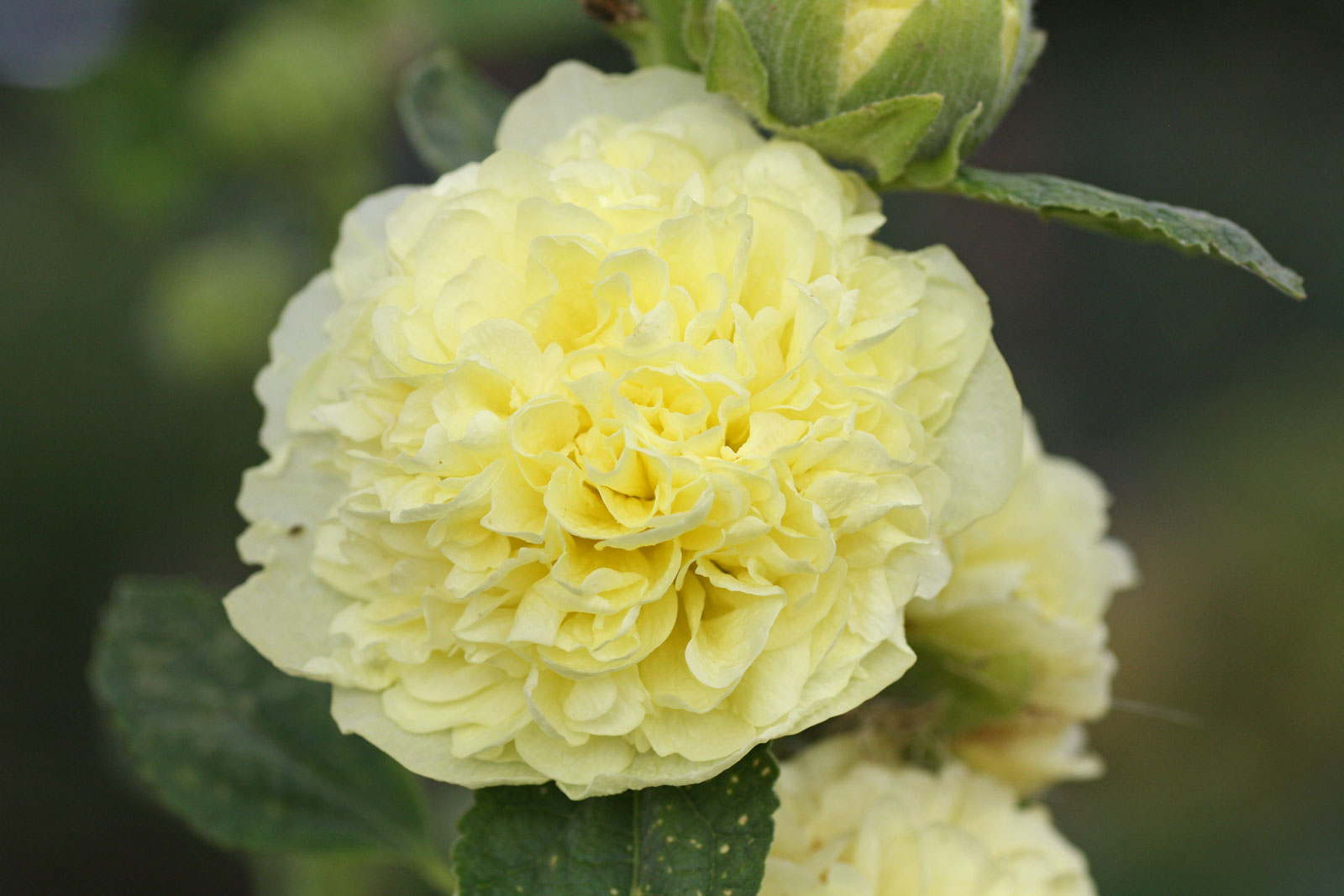 Nalba de grădină cu flori duble - Alcea rosea Chaters Double  Yellow