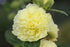 Nalba de grădină cu flori duble - Alcea rosea Chaters Double  Yellow