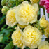 Nalba de grădină cu flori duble - Alcea rosea Chaters Double  Yellow