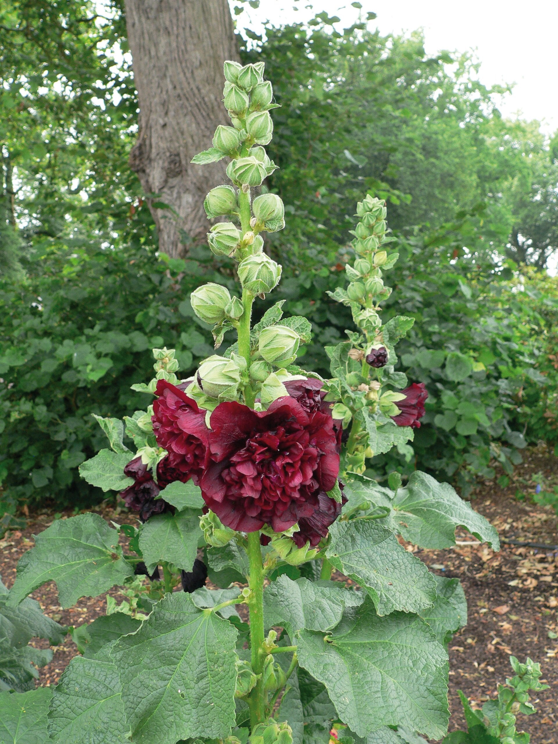 Nalba de grădină cu flori duble - Alcea rosea Chaters Double Purple
