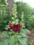 Nalba de grădină cu flori duble - Alcea rosea Chaters Double Purple