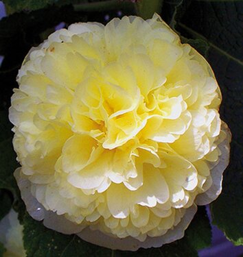 Nalba de grădină cu flori duble - Alcea rosea Chaters Double  Yellow