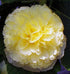 Nalba de grădină cu flori duble - Alcea rosea Chaters Double  Yellow