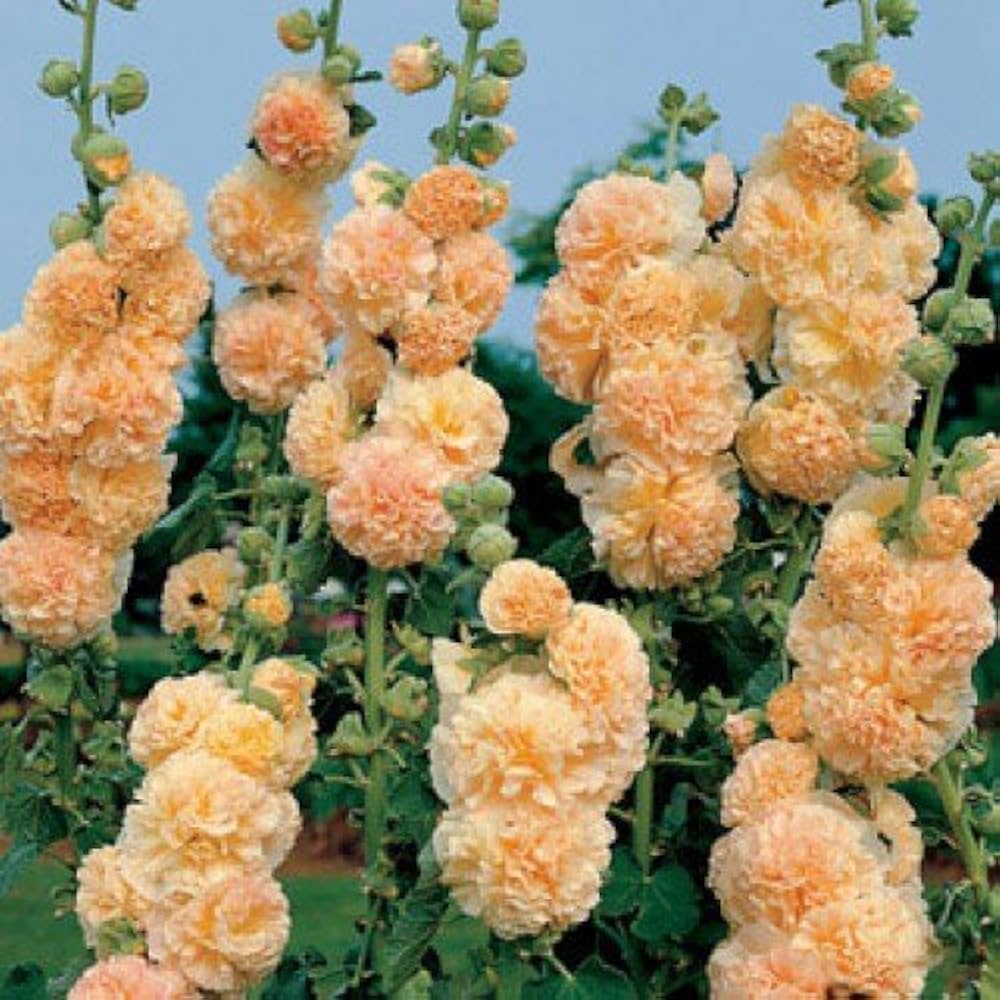 Nalba de grădină cu flori duble - Alcea rosea 'Chaters Double Apricot'