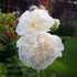 Nalba de grădină cu flori duble - Alcea rosea Chaters Double White