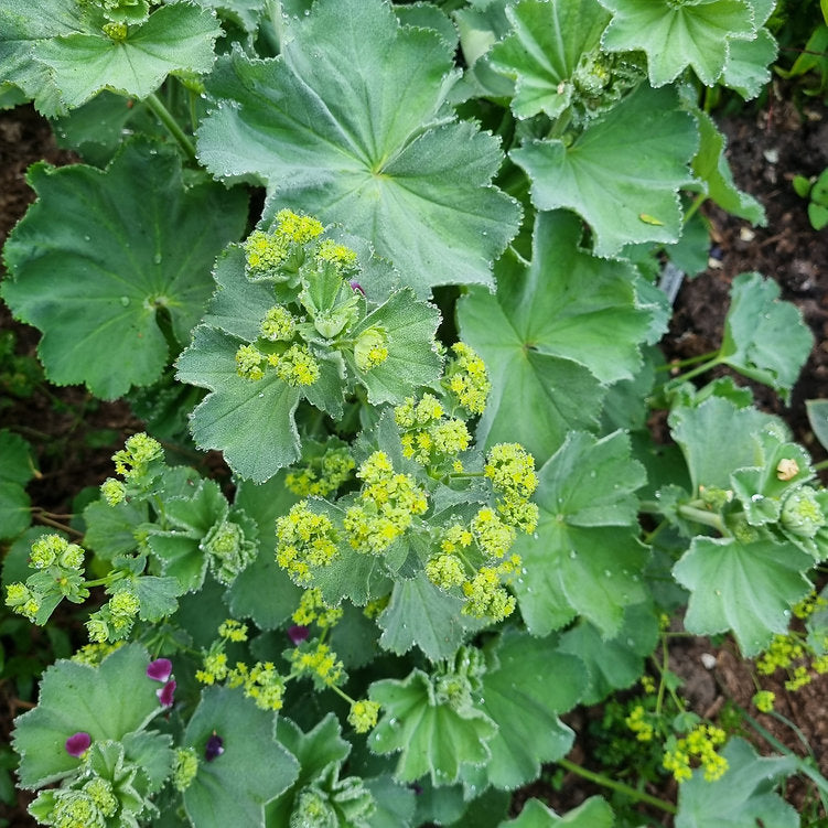 Mantaua doamnei- Alchemilla mollis 'Irish Silk'