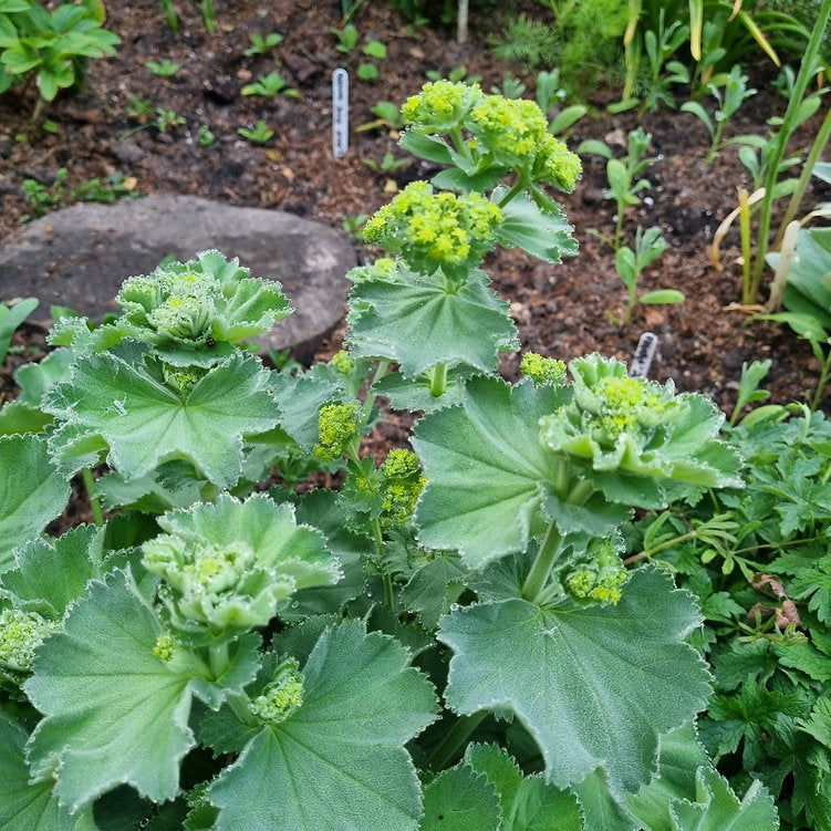 Mantaua doamnei- Alchemilla mollis 'Irish Silk'