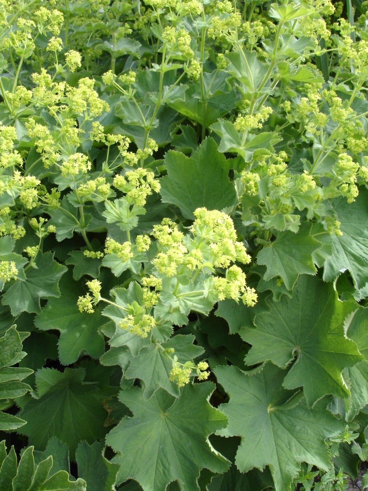 Mantaua doamnei- Alchemilla mollis 'Irish Silk'