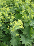 Mantaua doamnei- Alchemilla mollis 'Irish Silk'