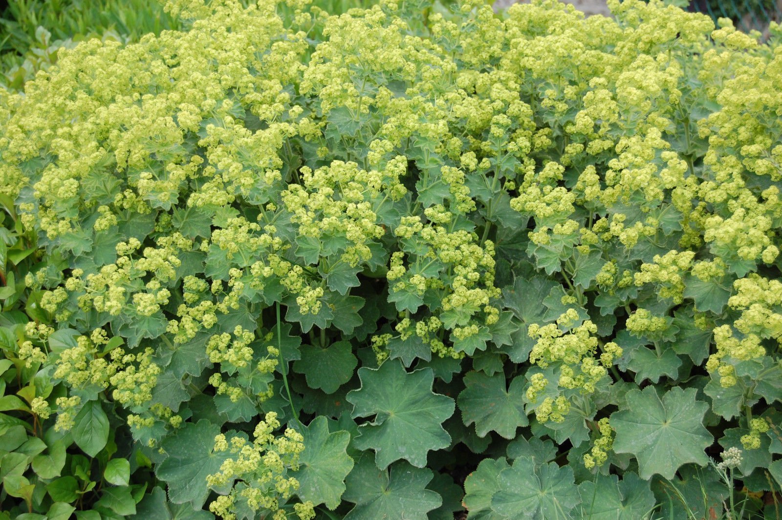 Mantaua doamnei- Alchemilla mollis 'Irish Silk'