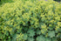 Mantaua doamnei- Alchemilla mollis 'Irish Silk'