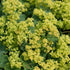 Mantaua doamnei- Alchemilla mollis 'Irish Silk'