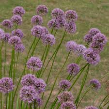 Ceapă ornamentală de vară - Allium ‘Summer Beauty’