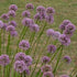 Ceapă ornamentală de vară - Allium ‘Summer Beauty’
