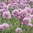 Ceapă ornamentală de vară - Allium ‘Summer Beauty’