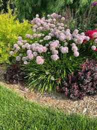 Ceapă ornamentală de vară - Allium ‘Summer Beauty’