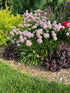 Ceapă ornamentală de vară - Allium ‘Summer Beauty’