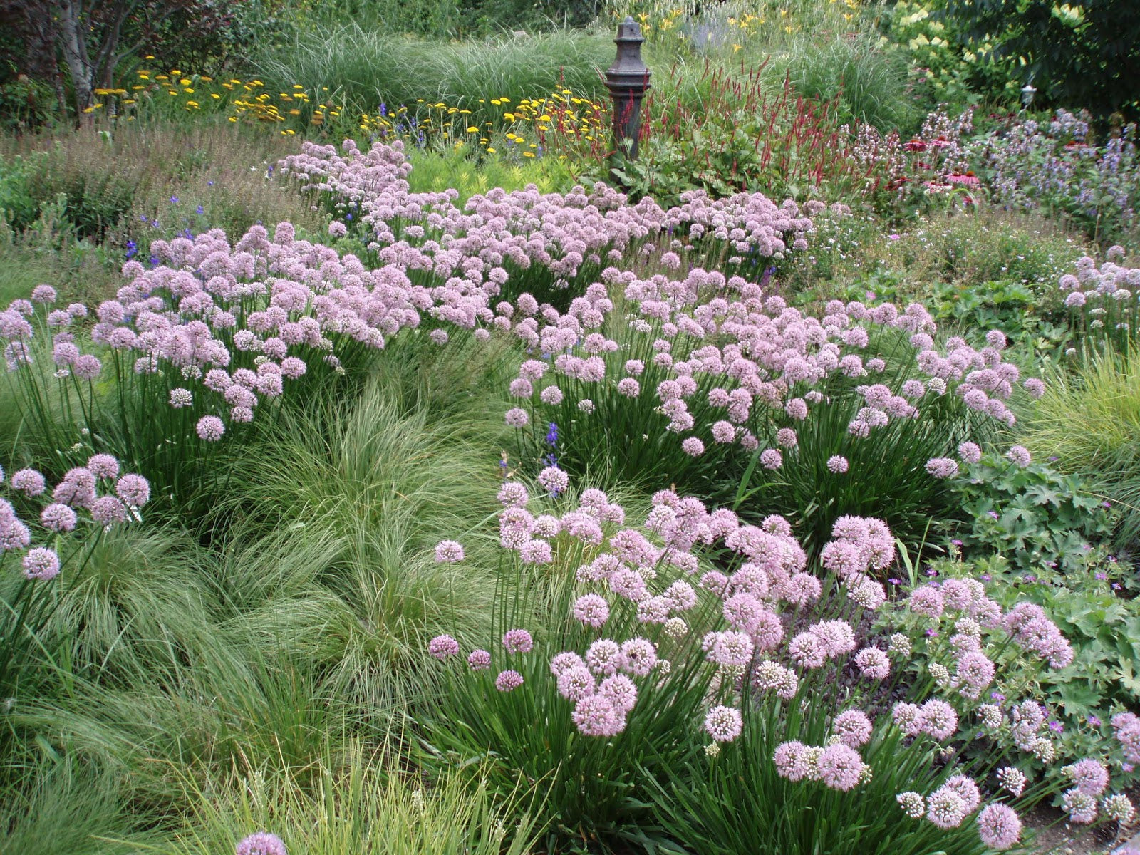 Ceapă ornamentală de vară - Allium ‘Summer Beauty’
