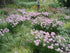 Ceapă ornamentală de vară - Allium ‘Summer Beauty’