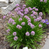Ceapă ornamentală de vară - Allium ‘Summer Beauty’