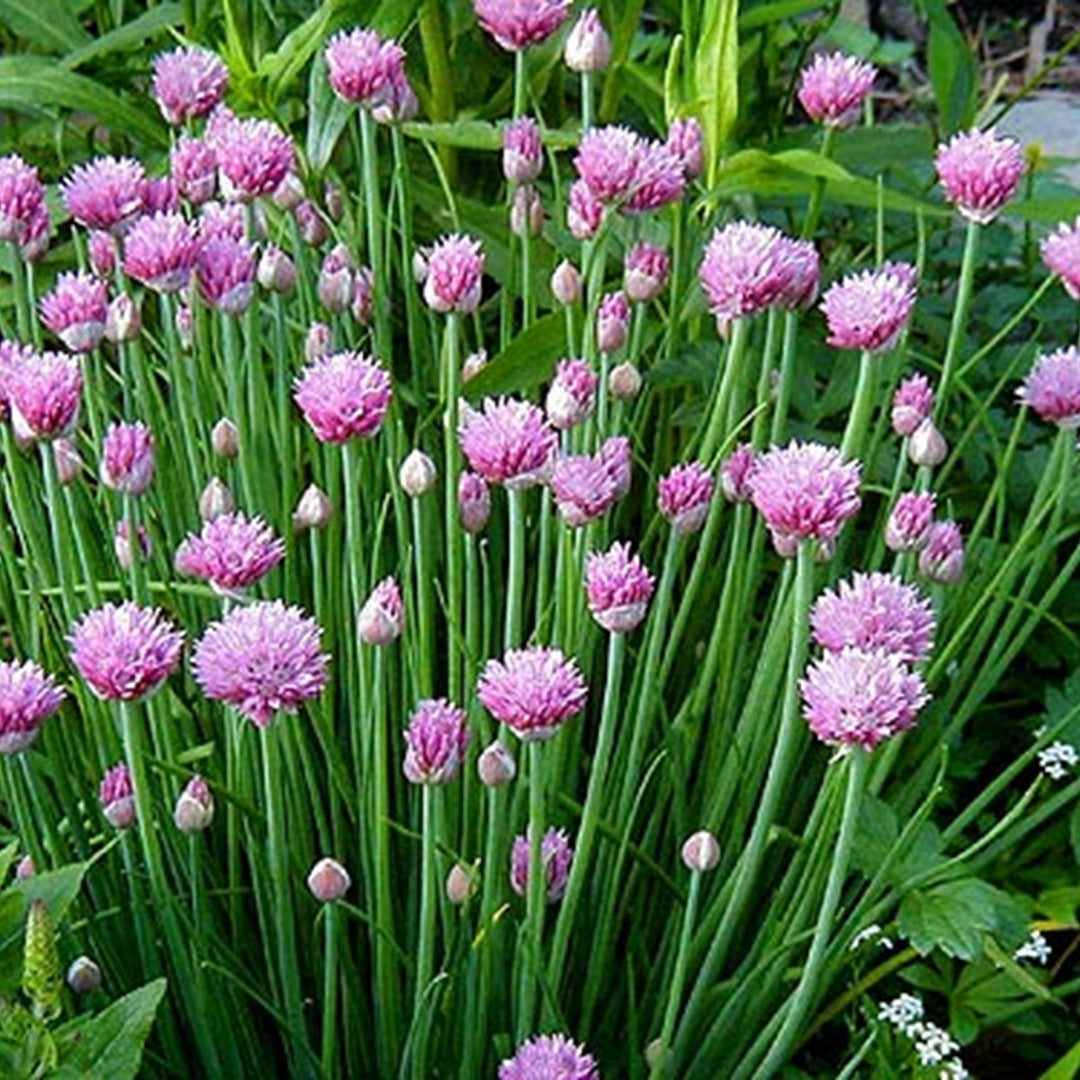 Ceapă Ornamentală Perenă - Allium Schoenoprasum