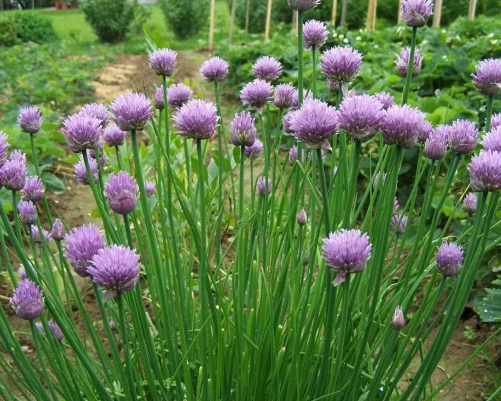 Ceapă Ornamentală Perenă - Allium Schoenoprasum