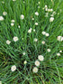 Ceapă Ornamentală Perenă - Allium Schoenoprasum 'White One'