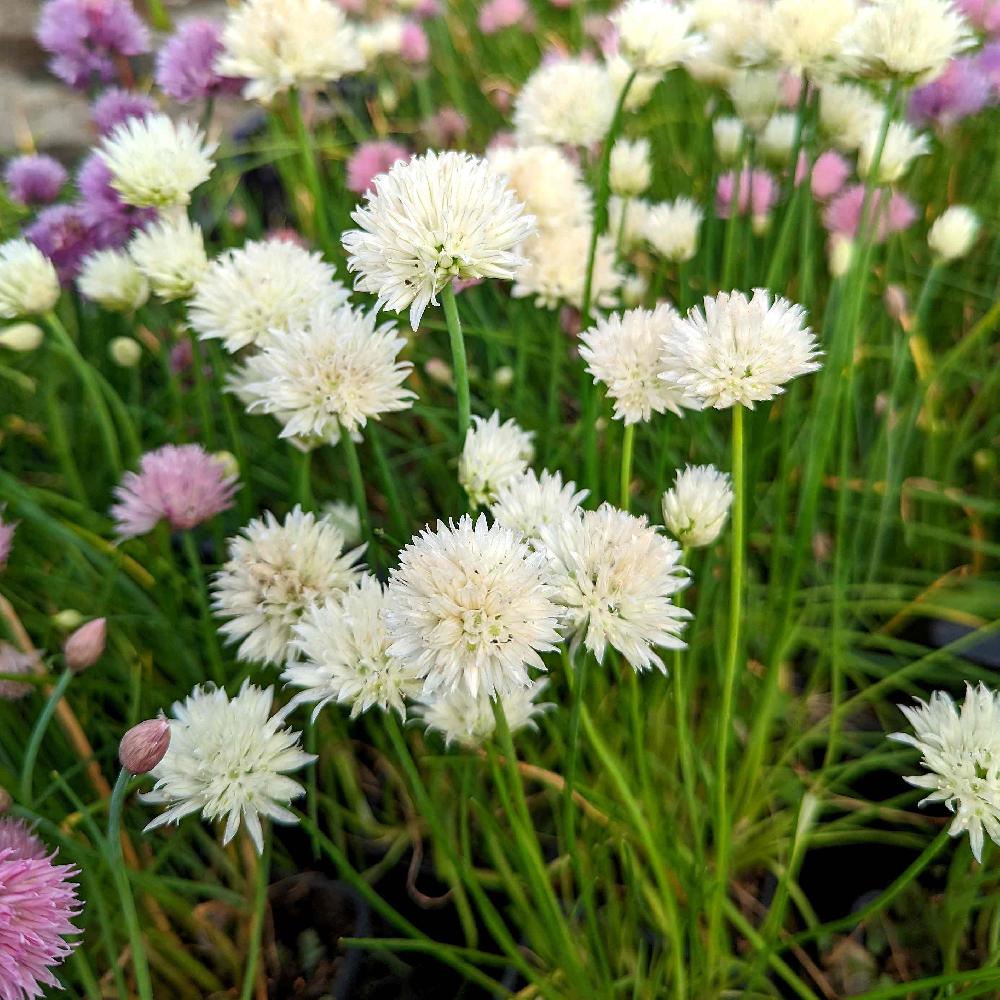 Ceapă Ornamentală Perenă - Allium Schoenoprasum 'White One'