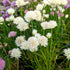 Ceapă Ornamentală Perenă - Allium Schoenoprasum 'White One'