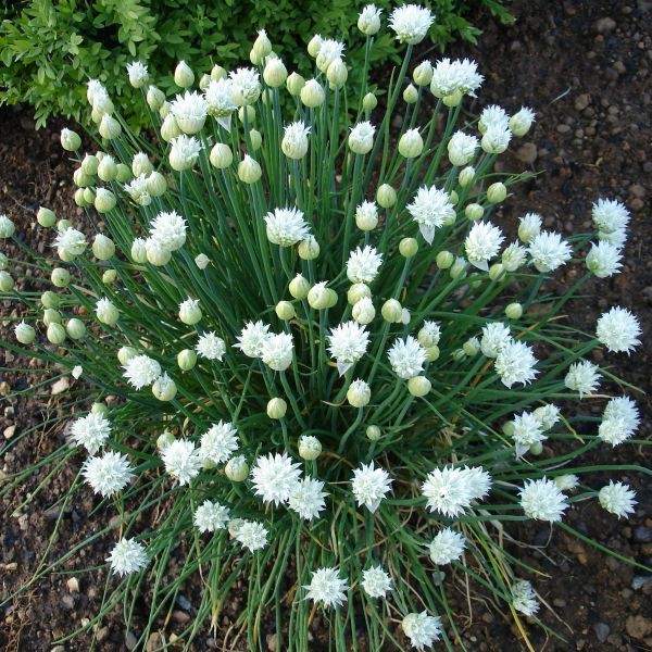 Ceapă Ornamentală Perenă - Allium Schoenoprasum 'White One'