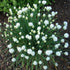 Ceapă Ornamentală Perenă - Allium Schoenoprasum 'White One'