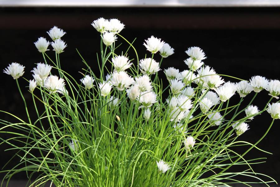 Ceapă Ornamentală Perenă - Allium Schoenoprasum 'White One'
