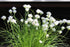 Ceapă Ornamentală Perenă - Allium Schoenoprasum 'White One'
