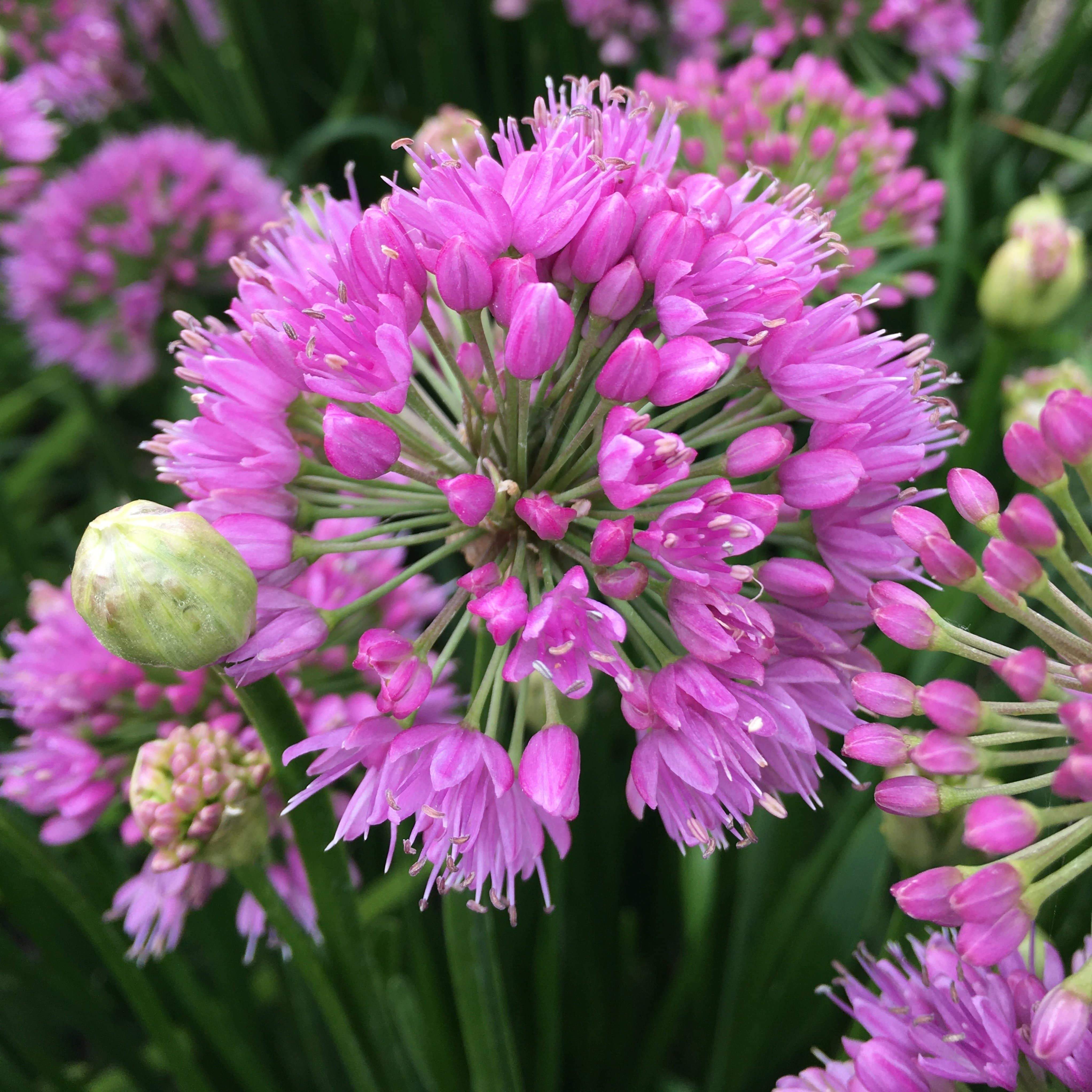 Ceapă ornamentală - Allium ‘Millennium’
