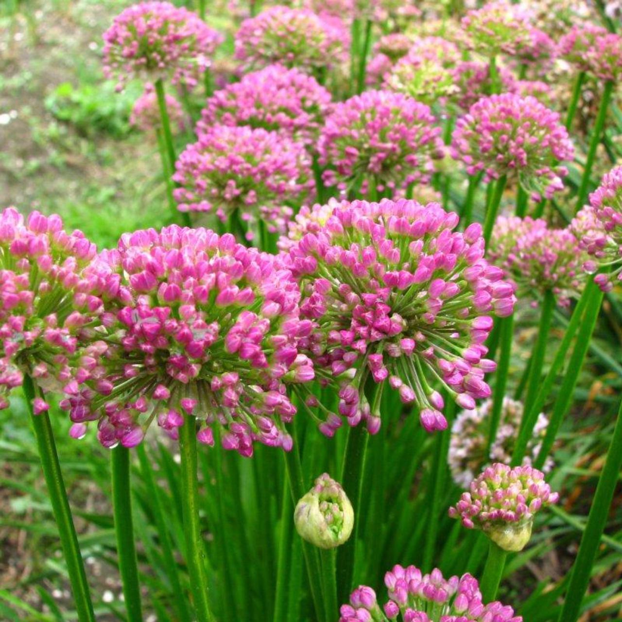 Ceapă ornamentală - Allium Millenium - DocaPerene