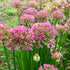 Ceapă ornamentală - Allium Millenium - DocaPerene