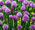 Ceapă Ornamentală Perenă - Allium Schoenoprasum