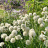 Ceapă Ornamentală Perenă - Allium Schoenoprasum 'White One'