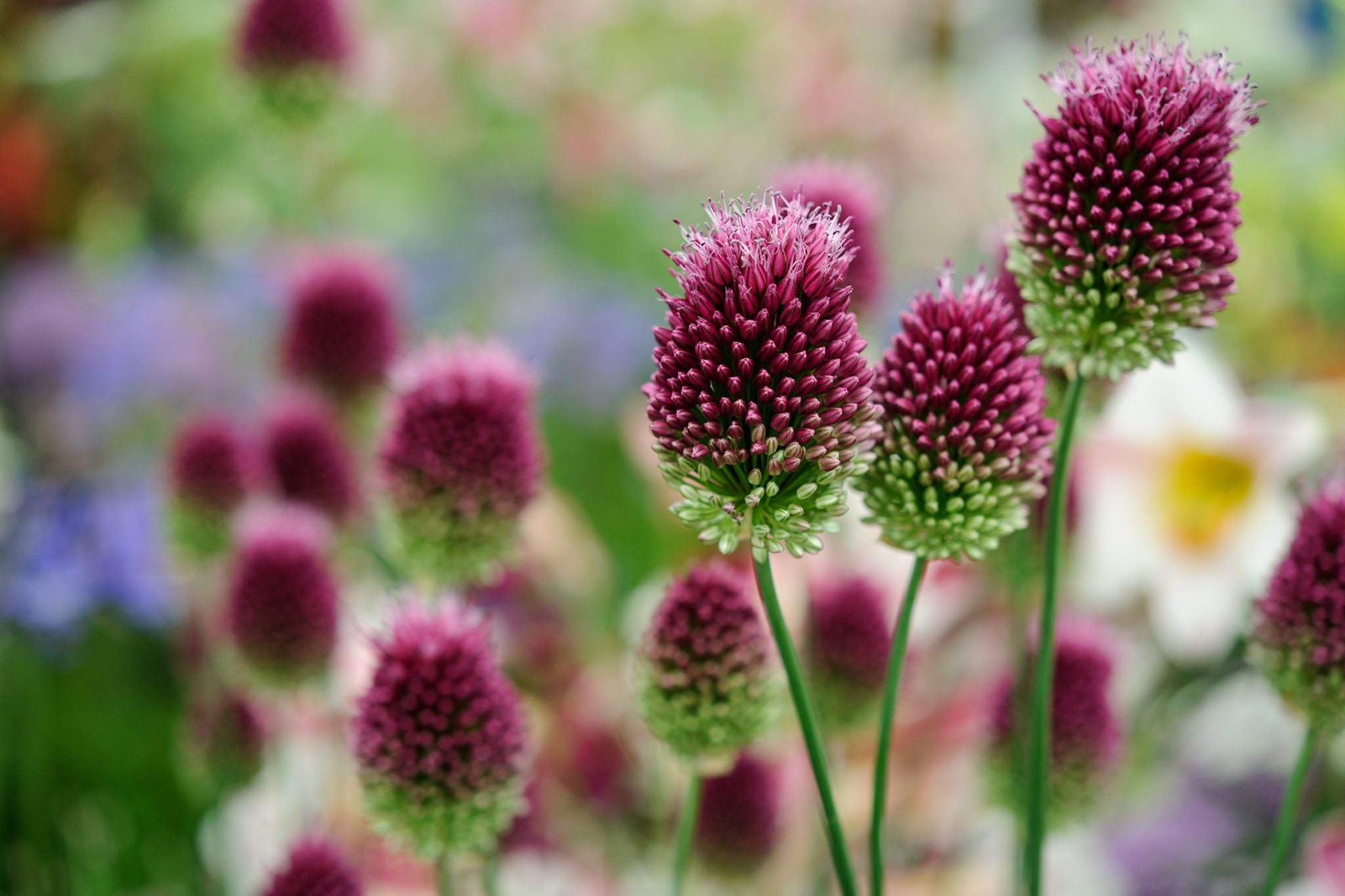 Ceapă ornamentală - Allium sphaerocephalon