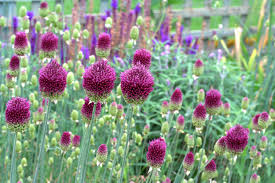 Ceapă ornamentală - Allium sphaerocephalon