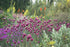 Ceapă ornamentală - Allium sphaerocephalon