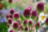 Ceapă ornamentală - Allium sphaerocephalon