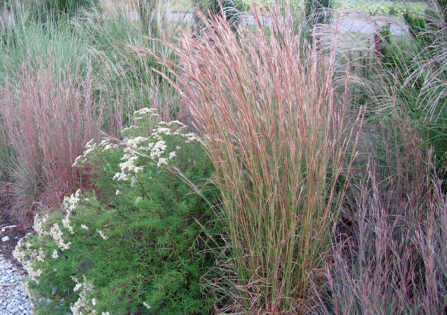Iarbă de prerie roșie - Andropogon gerardii ‘Red October’