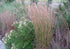 Iarbă de prerie roșie - Andropogon gerardii ‘Red October’