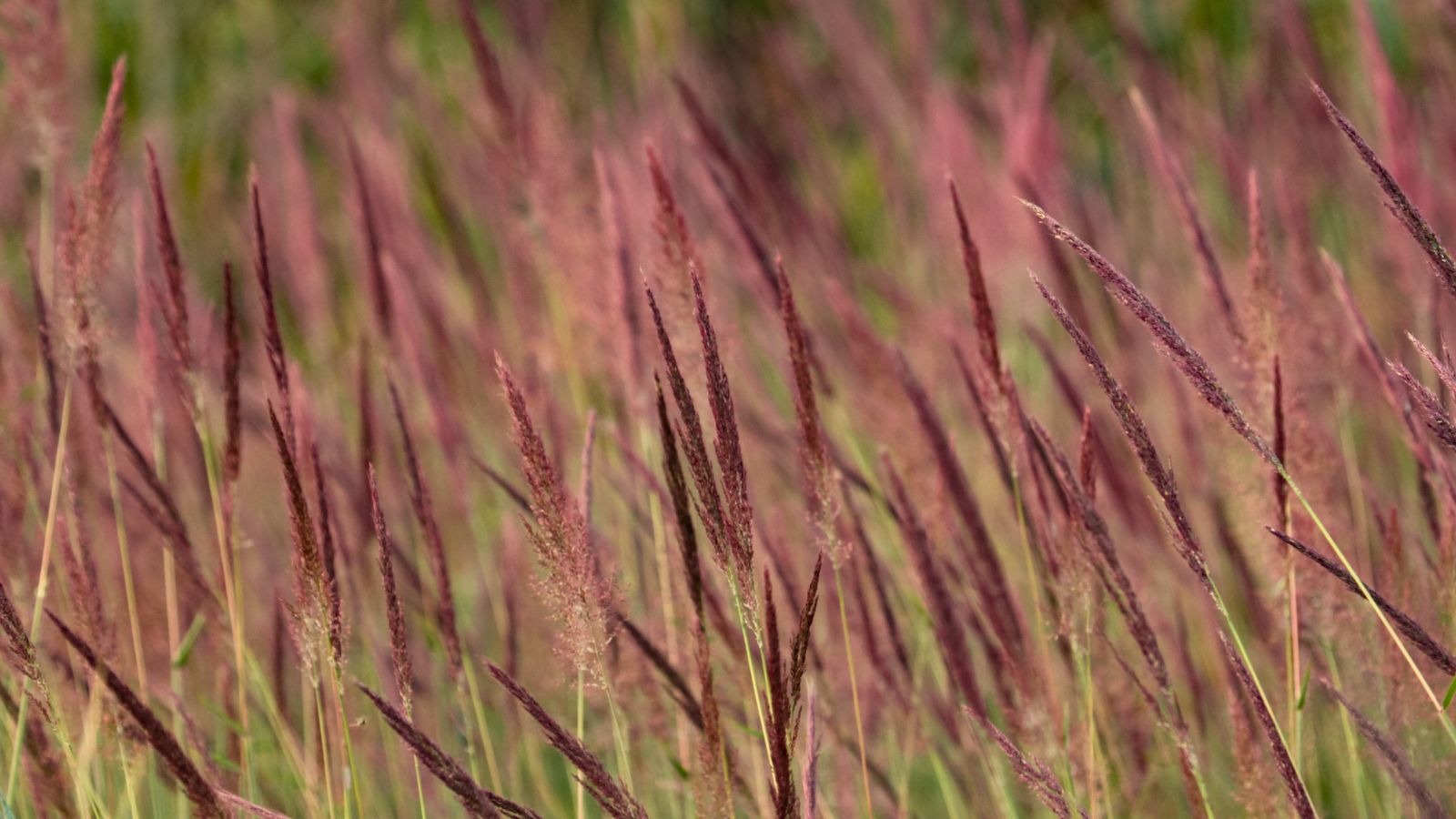 Iarbă de prerie roșie - Andropogon gerardii ‘Red October’