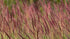 Iarbă de prerie roșie - Andropogon gerardii ‘Red October’