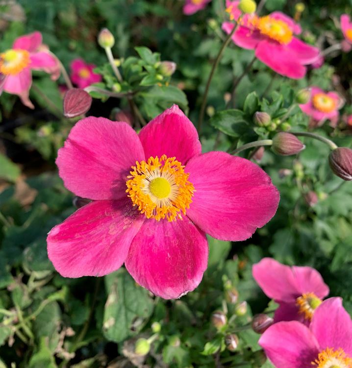 Anemonă de toamnă - Anemone hupehensis ‘Emmy Bicolor’