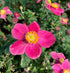 Anemonă de toamnă - Anemone hupehensis ‘Emmy Bicolor’