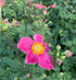 Anemonă de toamnă - Anemone hupehensis ‘Emmy Bicolor’